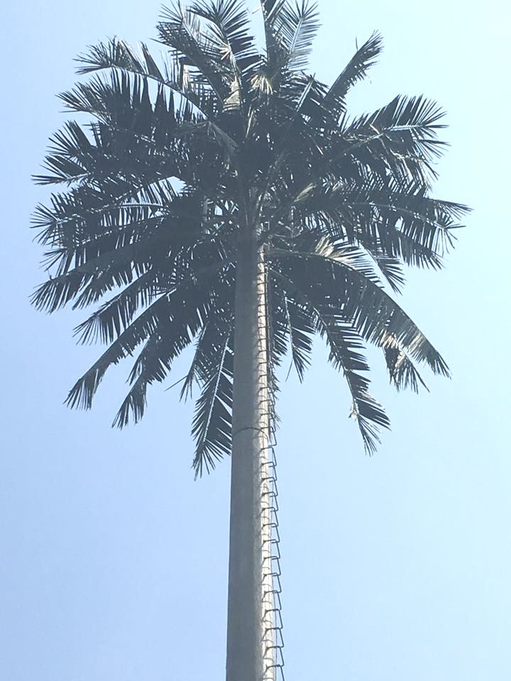Coconut Tree Cell Tower