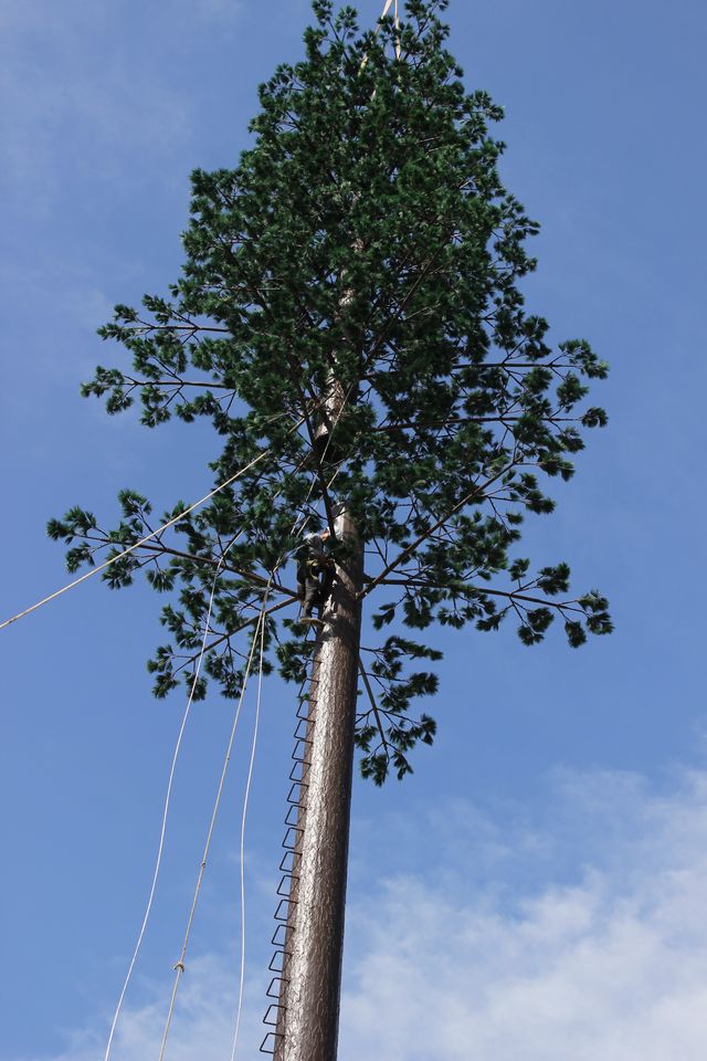 Pine Tree Cell Tower